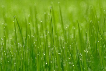 dew on grass with natural background