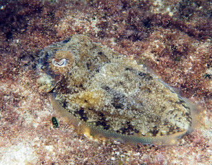 Scuba Diving Malta Gozo Comino