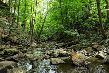 Obraz premium Nature forest background - river, stony coast and green trees