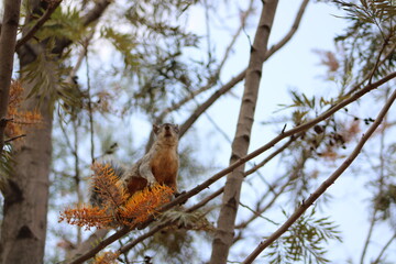 Ardilla