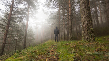 Obraz premium Silhouette of man walked in a pine forest