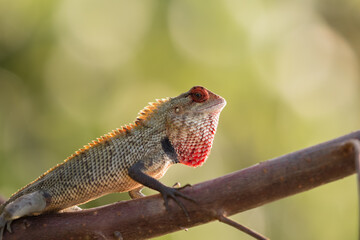 Beautiful garden lizard close up image.Calotes is a genus of lizards in the draconine clade of the family Agamidae