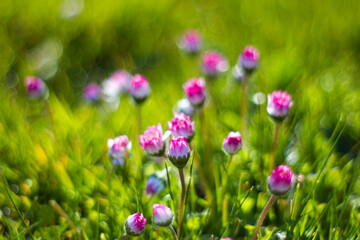 daisy flowers in morning dew with natural bokeh, soft focus