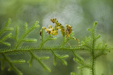 Cerobroter gemmatus on unique plants