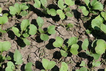 plant growing in the ground