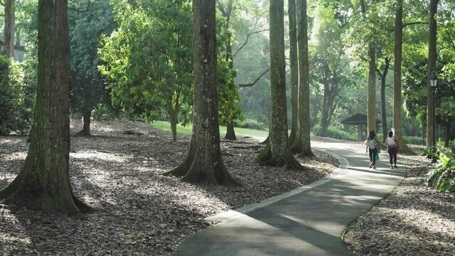 Singapore Garden Trail Sunlight through Trees