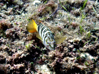 Scuba Diving Malta Gozo Comino