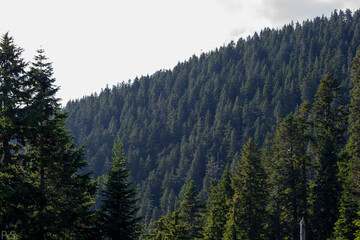 forest in the mountains