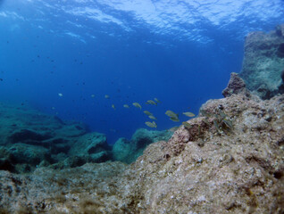 Fototapeta premium Scuba Diving Malta Gozo Comino