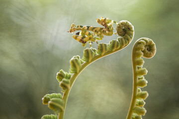Cerobroter gemmatus on unique plants