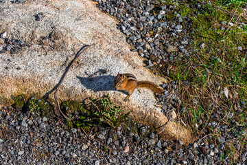 lizard on the ground