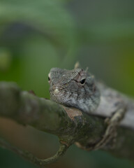Beautiful garden lizard close up image.Calotes is a genus of lizards in the draconine clade of the family Agamidae