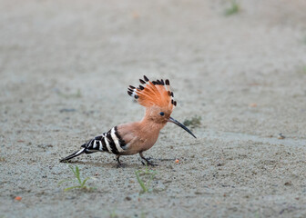 The Eurasian hoopoe in sand searching for food. They are the most widespread species of the genus Upupa, native to Europe, Asia and the northern half of Africa. 