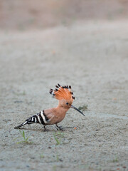 The Eurasian hoopoe in sand searching for food. They are the most widespread species of the genus Upupa, native to Europe, Asia and the northern half of Africa. 