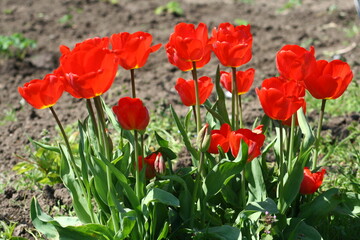 field of red poppies