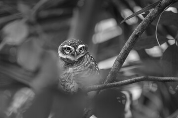 The spotted owlet (Athene brama) is a small owl which breeds in tropical Asia from mainland India to Southeast Asia. A common resident of open habitats including farmland and human habitation, 