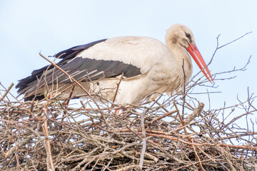 A stork stands in its nest, Builds the nest. A beautiful blue sky with white clouds in the background. copy-space