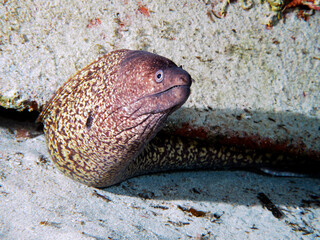 Scuba Diving Malta Gozo Comino