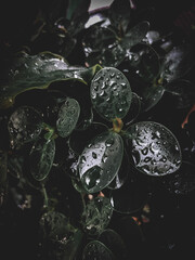 Fototapeta na wymiar water drops on black background