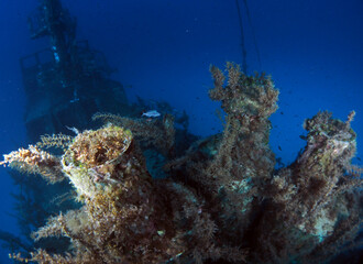Scuba Diving Malta Gozo Comino