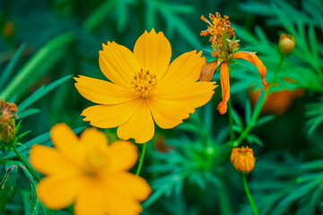 yellow flower