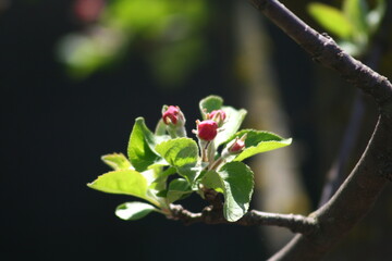 blooming apple tree branch