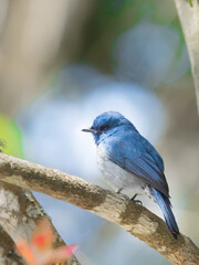 The Nilgiri flycatcher (Eumyias albicaudatus) is an Old World flycatcher with a very restricted range in the hills of southern India. It was formerly referred to as the Nilgiri verditer flycatcher.