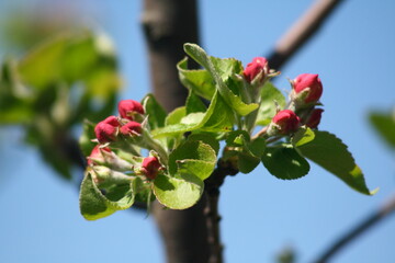 red currant bush