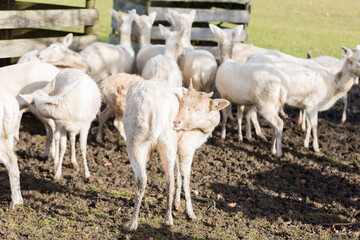 Obraz premium White fawn scratching its hind foot. Many deers in the background.