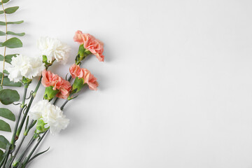 Fresh carnation flowers on white background