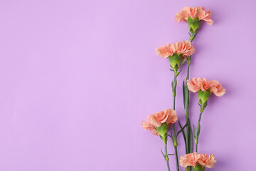 Naklejka na ściany i meble Fresh carnation flowers on color background