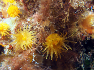 Obraz premium Scuba Diving Malta Gozo Comino