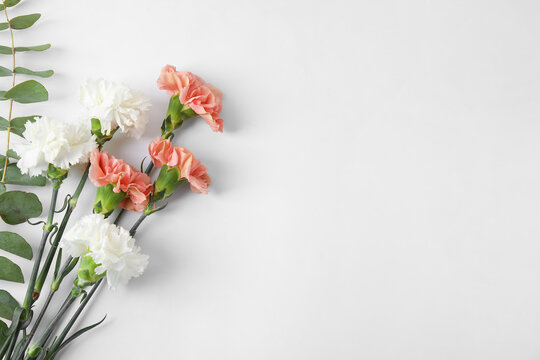 Fototapeta Fresh carnation flowers on white background