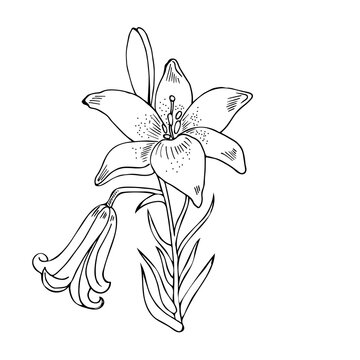 Lily, a flower in a linear style. A decorative element for your design. Isolated flower on a white background. EPS10.
