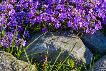 Creeping plant with small violet flowers - Phlox