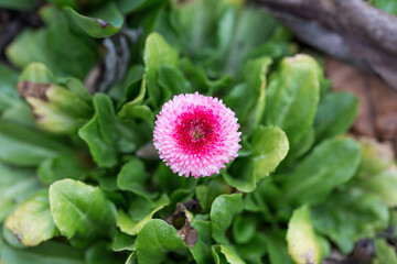 Top down view on pink Bellis Perennis. Better known as daisy flower.