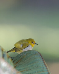 The Indian white-eye (Zosterops palpebrosus), formerly the Oriental white-eye, is a small passerine bird. resident breeder in open woodland on the Indian subcontinent.