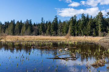 Fototapeta na wymiar Beaver Lake in Stanley Park. Vancouver, British Columbia, Canada.