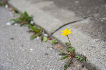 Dandelion flower growing between asphalt and curbs. Nature against man, surviving, symbol of struggle for life