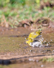 The Indian white-eye (Zosterops palpebrosus), formerly the Oriental white-eye, is a small passerine bird. resident breeder in open woodland on the Indian subcontinent.