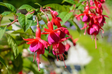 Red Fuchsia flower