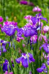 かわいらしい花菖蒲