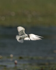 Sea Gull in Flying Mode Green Background