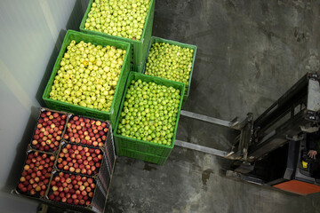 Crates full with apple fruit being moved in cold storage by forklift machine.