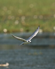 Sea Gull in Flying Mode Green Background
