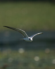 Sea Gull in Flying Mode Green Background