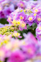 咲いたあじさい