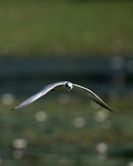 Sea Gull in Flying Mode Green Background