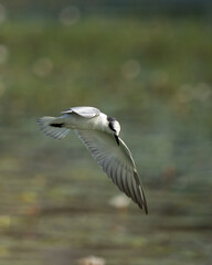 Sea Gull in Flying Mode Green Background