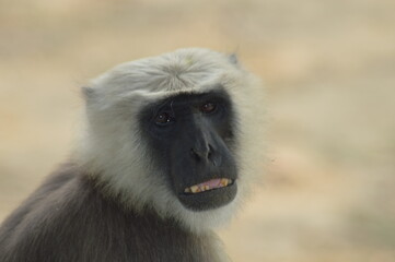 portrait of a baboon